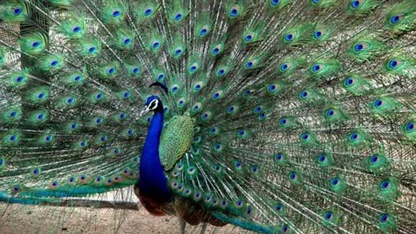 This video of Peacock flying leaves you mesmerised