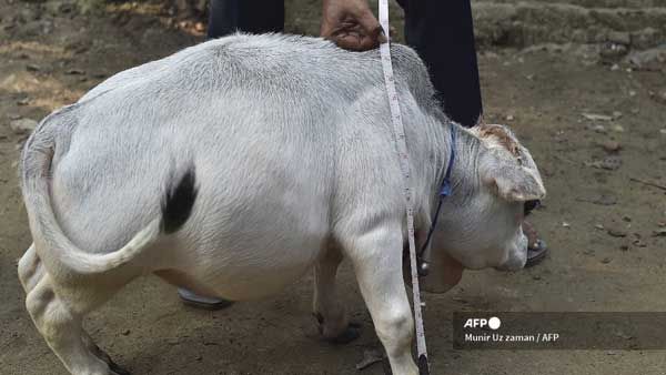 Rani, the 51cm dwarf cow in Bangladesh attracts thousands; owner eyes Guinness World Records