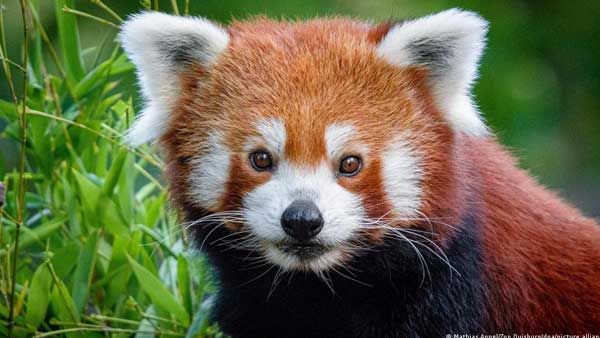 Red panda goes missing from German zoo