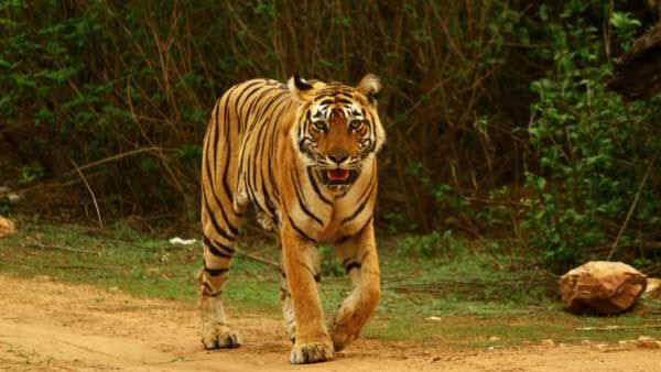 International Tiger Day: PM Modi shares stunning images