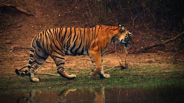 International Tiger Day: Some interesting facts about this magnificent beast