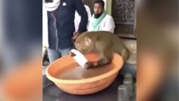Viral video shows Monkey washing plates at chai stall