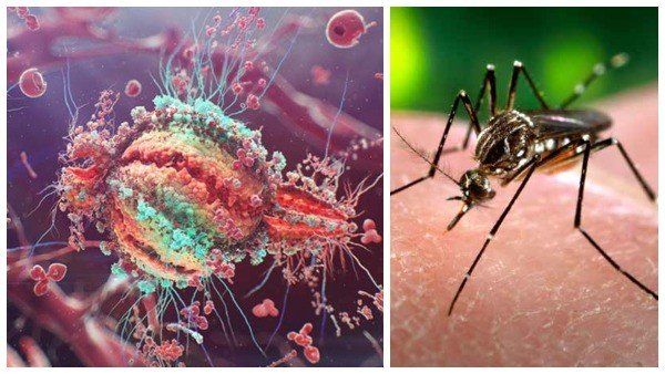 Zika virus: Central team dispatched to Kerala