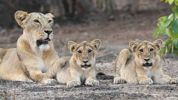 World Lion Day 2021: PM Modi shares stunning images of king of the jungle