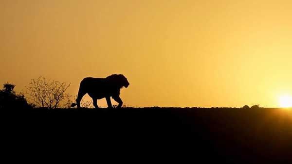 In Pics: Interesting facts you did not know about lions