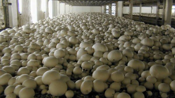 How mushroom cultivation transformed a village