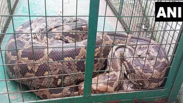 10-foot Python vomits out swallowed monkey in Vadodara, rescued