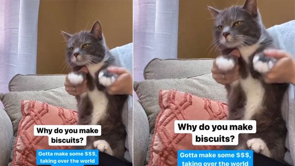 This dancing cat answering questions will leave you in splits