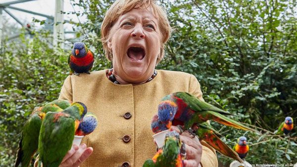 Parrots swoop in for Merkel swan song