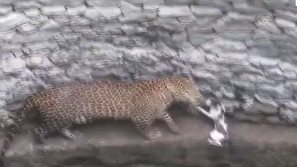 Leopard vs cat in Nashik well: See who wins the battle in viral video