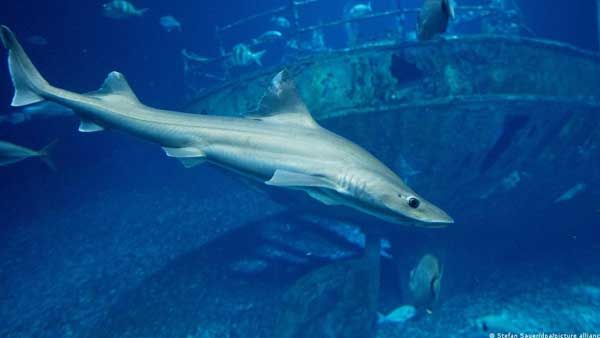 How does a shark reproduce without a mate?