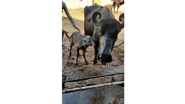 India's first Banni buffalo IVF calf born. Check out