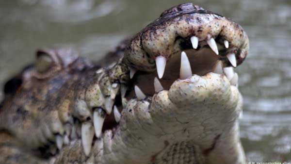 Australian man fights off crocodile with pocketknife