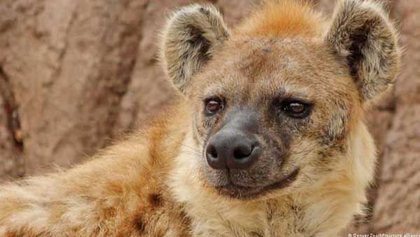 Denver Zoo records first known COVID cases in hyenas