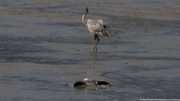 Israel: Bird flu kills cranes, forces chicken cull