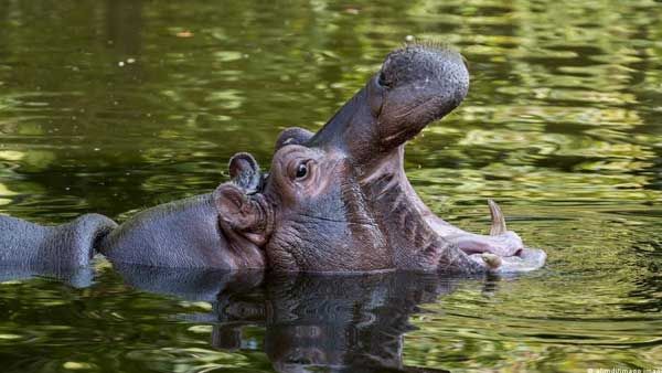 Hippos with runny noses test positive for COVID