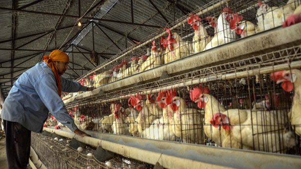 Bird Flu outbreak in Kerala, over 1000 ducks culled