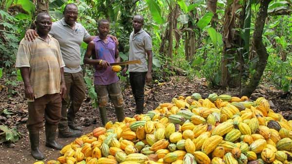 Cocoa for conservation in Ghana