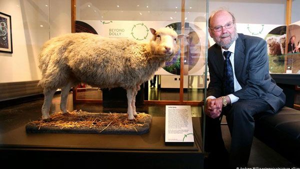 25 years of Dolly the sheep