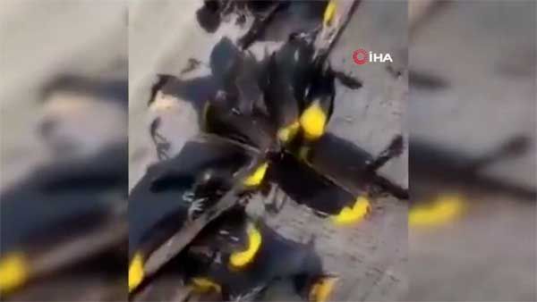 WATCH: Flock of birds fall to death in Mexico