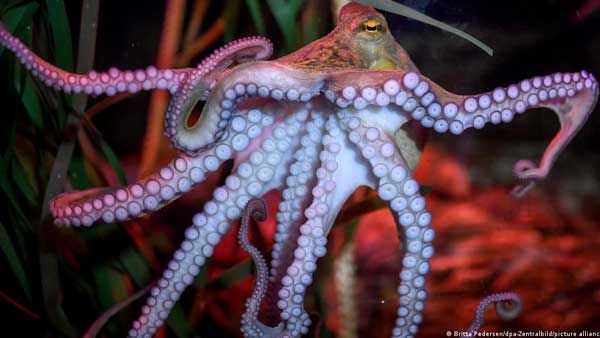 Do octopuses have emotions?