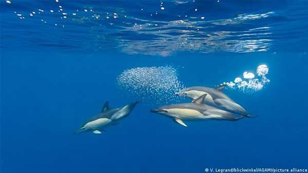 Russia posts trained dolphins at Black Sea naval base