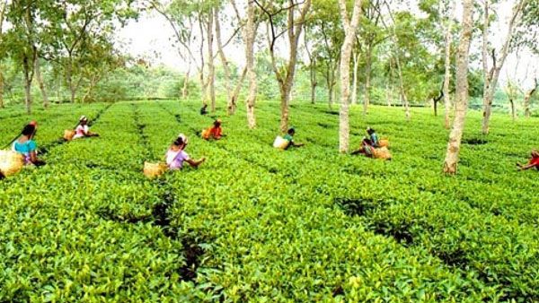 India's tea production jumps 16.5 % in September