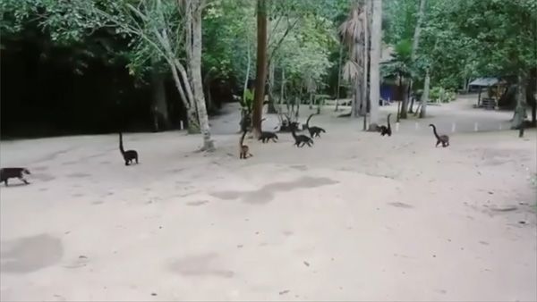 Fact Check: Have dinosaurs returned to Earth