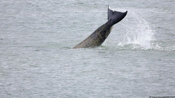 France to put down Seine killer whale