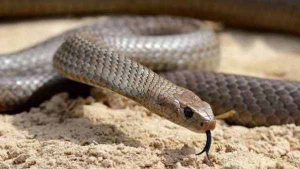 More than 110 snakes found on a farm in Germany, say police