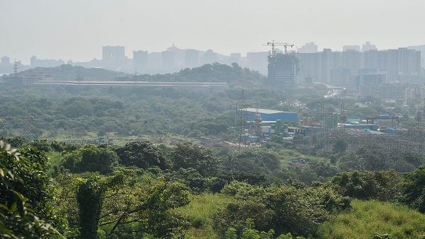 Explained: Which countries have the most trees?