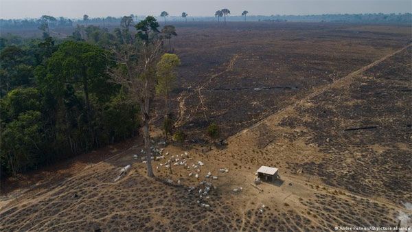 Brazil: Amazon deforestation soared in 2021