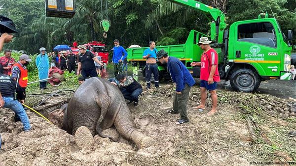 Thailand: Elephant mom and baby saved in dramatic rescue