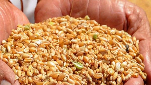 Global food crisis to ease as Ukraine, Russia sign UN deal to export grain