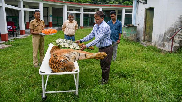 Fact Check: Was Raja the oldest living tiger in captivity?