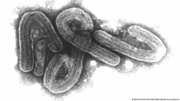 Marburg virus outbreak declared in Ghana