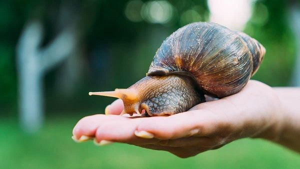 Kerala's Kottayam district fights African snail menace