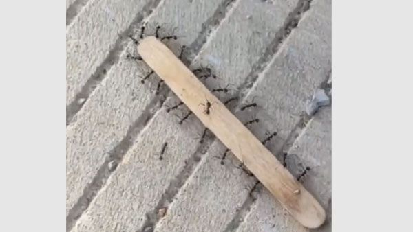 Watch: Ants prove true strength lies in unity in this viral video