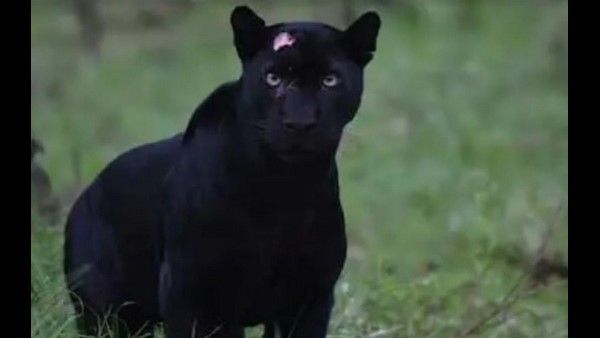 After 2 years, rare black panther spotted in MP's Pench Tiger Reserve