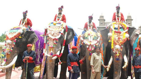 Dasara elephants on special diet to gain weight