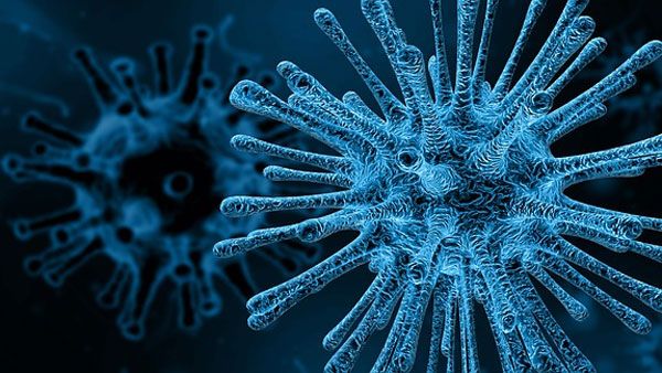 What is Hendra Virus? Should you be worried?