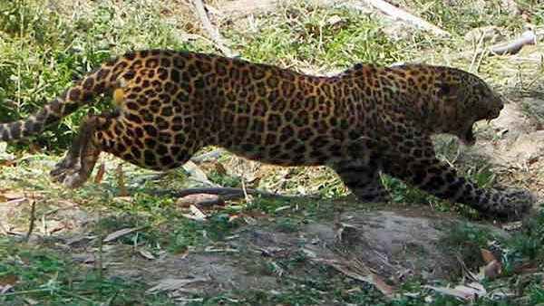 Leopard fear drives people out of two villages in Uttarakhand's Pauri