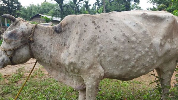 MP's animal husbandry dept on alert as 5 cows show lumpy skin-like symptoms
