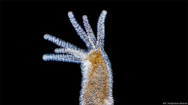 Amazing Planet: Are hydra really immortal?