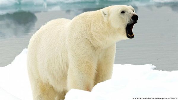 Polar bear killed after hurting tourist in Norway