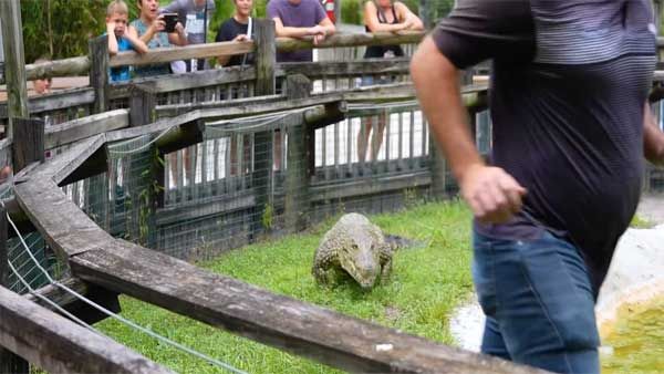 Video of crocodile galloping towards man in Florida Park enclosure goes viral