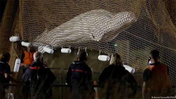 Stranded beluga whale rescued from Seine river in France