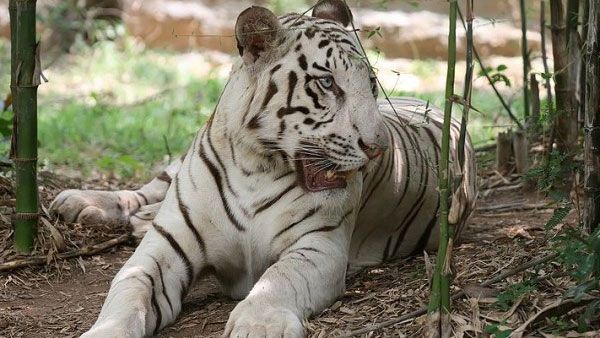 White tiger 'Kishan' in Bhilai's zoo dies of cancer