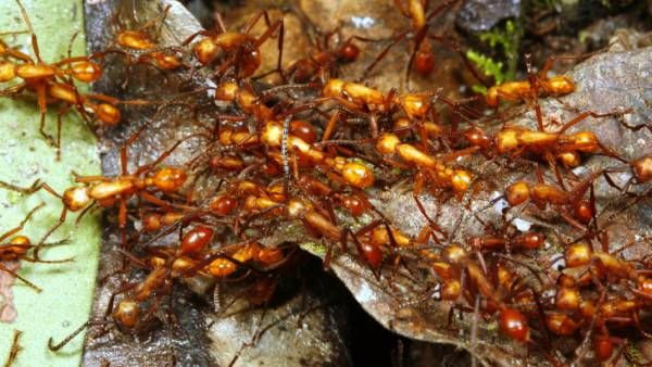 Villagers in Odisha flee after ant attack