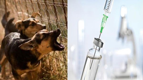 MCD to organise anti-rabies free vaccine camps for pets and strays on Sep 28